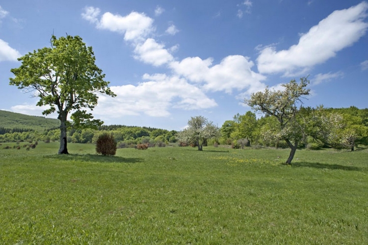 Tardonától az ,,őserdőig’’