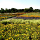 Kováts Zoltán Emlékülés Csemőben