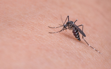 A csípőszúnyogok feltérképezésében kérik a lakosság segítségét