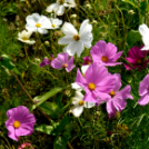 Kováts Zoltán Emlékülés Csemőben