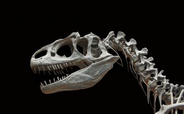 Nagyon hamar kifejlődtek új emlősfajok a dinoszauruszok kihalása után