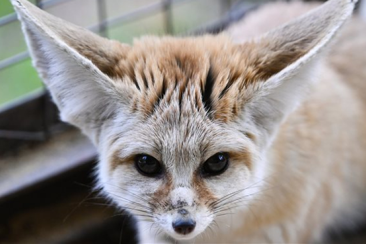 Cuki sivatagi rókák érkeztek Debrecenbe