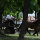 Laska fesztivál - szombat délelőtt