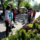 Csemői - Anyám tyúkja