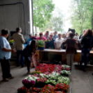 6 ezer palánta a Szebb-virágosabb Ceglédért 🌼