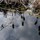 Etűd a Gerje partról