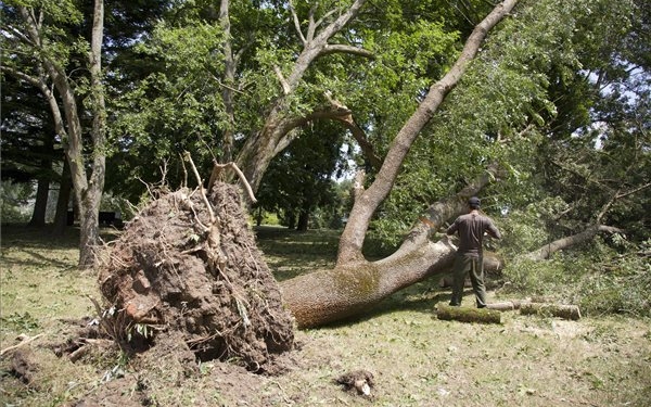 Fákat csavart ki a viharos erejű szél Győr-Moson-Sopron megyében