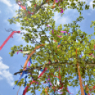 A város májusfája II.