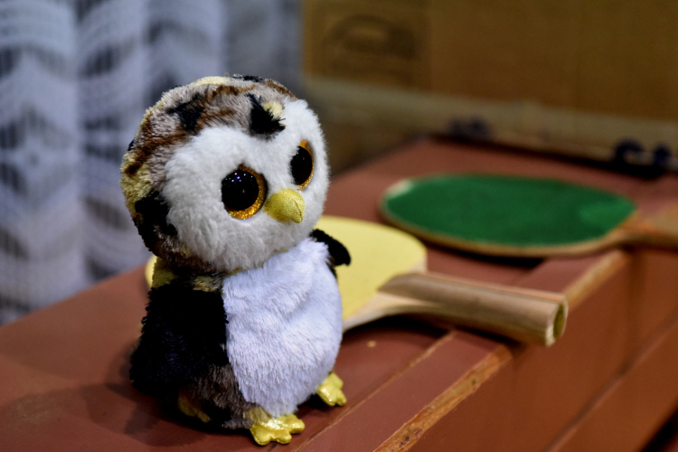 Nyitott terem-asztalitenisz 