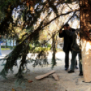 A város karácsonyfája